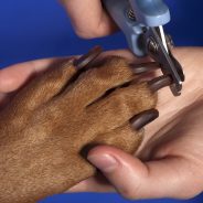 The Best Way to Trim Your Dog’s Nails