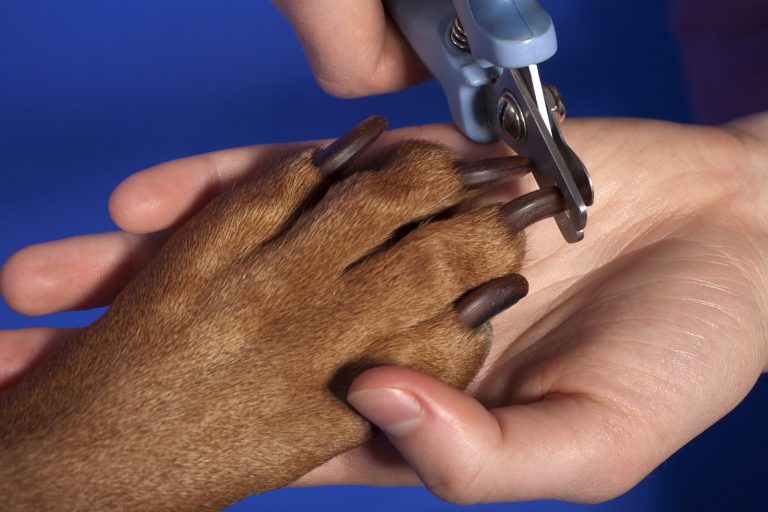 The Best Way to Trim Your Dog’s Nails