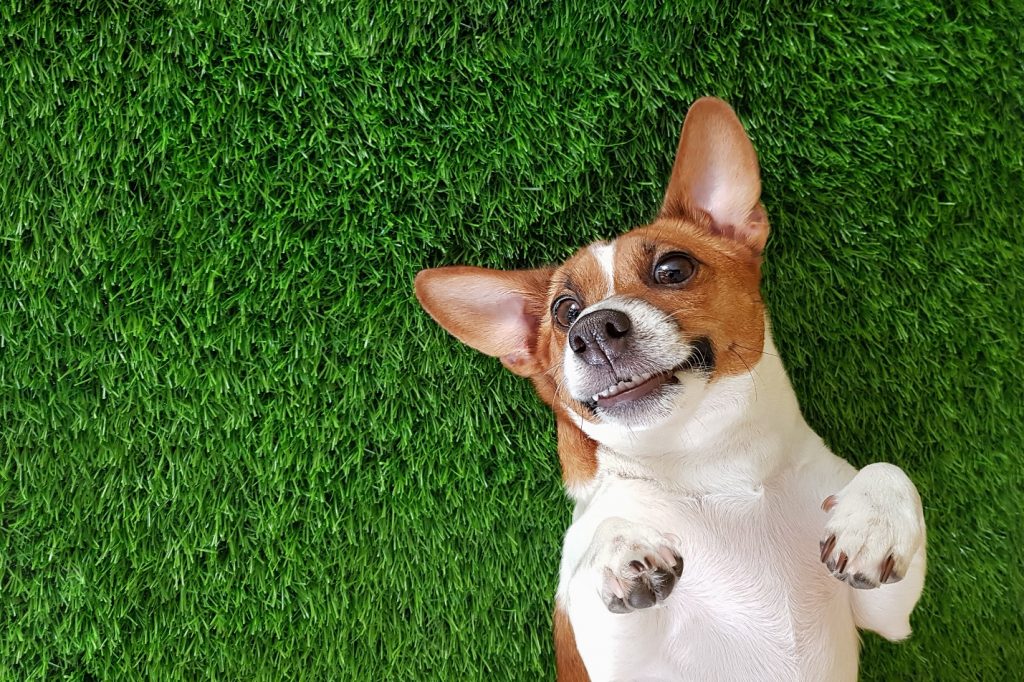 Crazy smiling dog lying on green grass