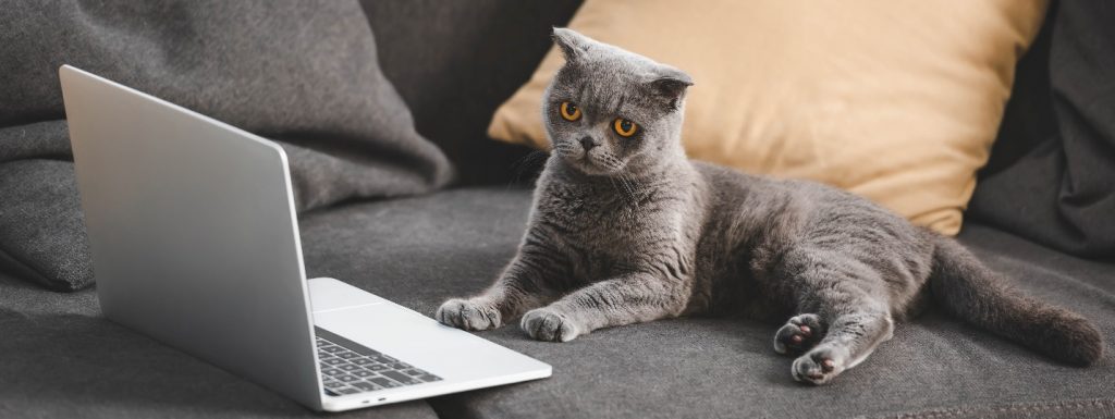 Cute scottish straight cat with laptop on couch