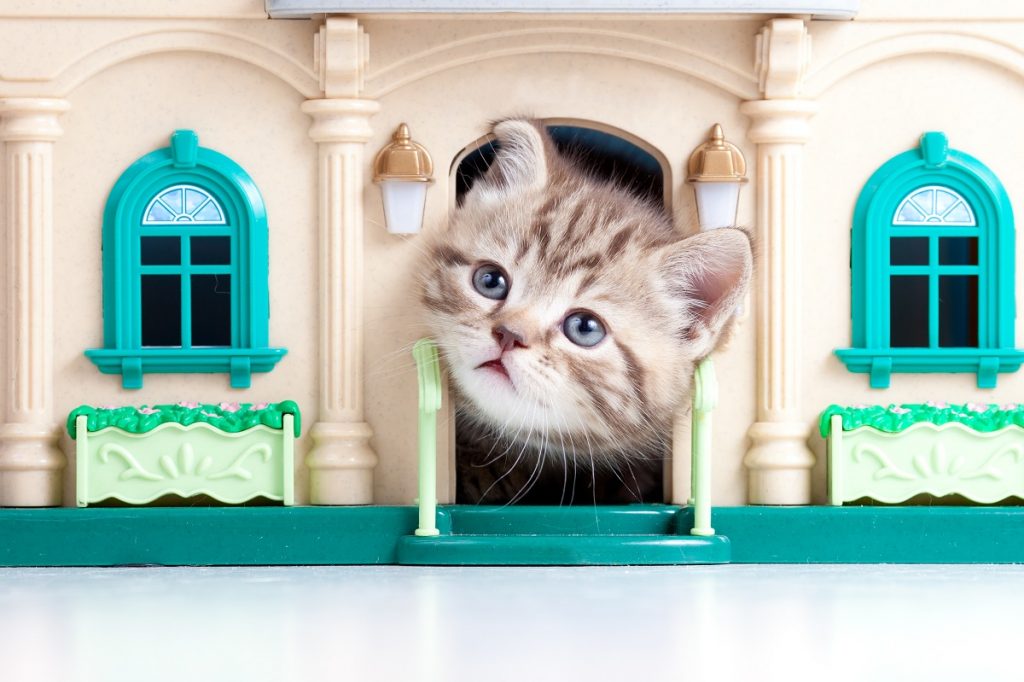 cute kitten looking out toy house