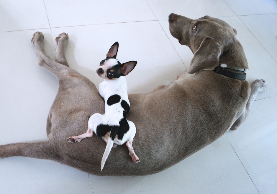 Big dog with little toy Chihuahua puppy