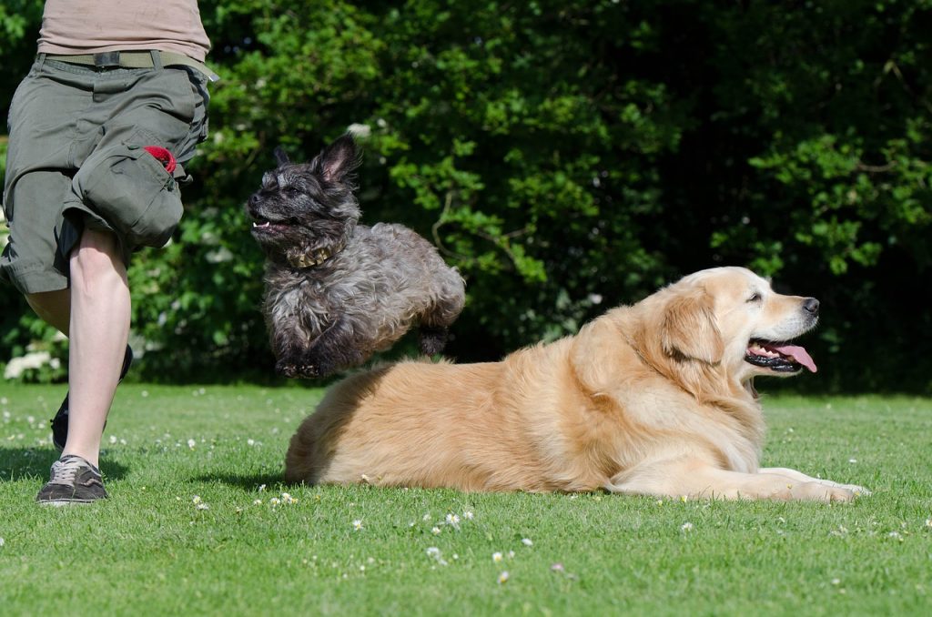 golden retriever agility