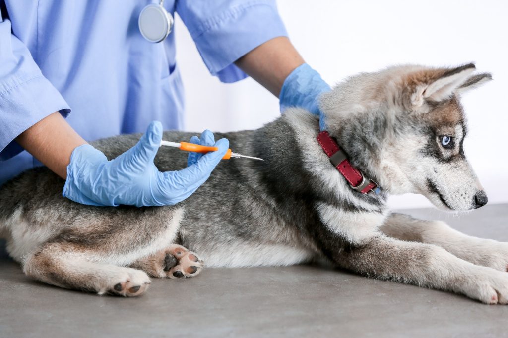 Veterinarian microchipping cute puppy in clinic