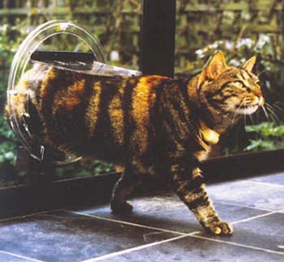 cat passing through catflap door