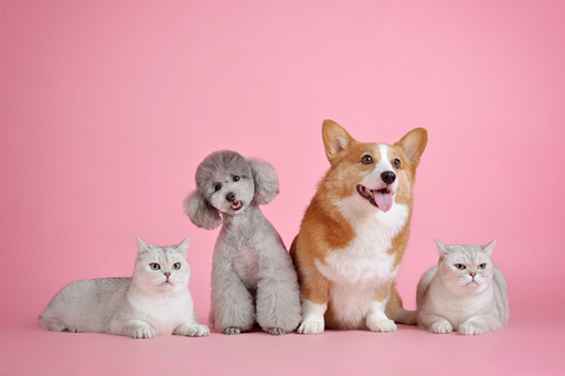 Cute dogs and cats together