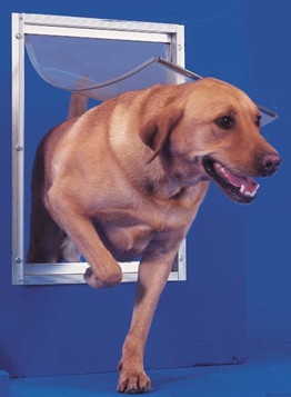 dog walks through a home's doggie door