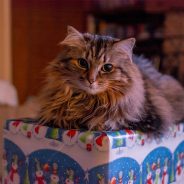 Best Cat Gifts of 2020