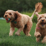 Should You Get a Male or Female Dog?