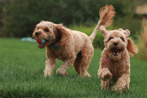 pet animals, brown dog playing