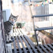 Fire Escape Plan for Pet Owners