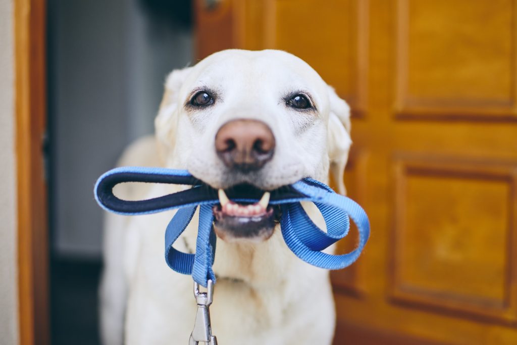 Labrador retriever standing with leash in mouth against door of house