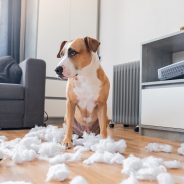 How to Dog-Proof Your House