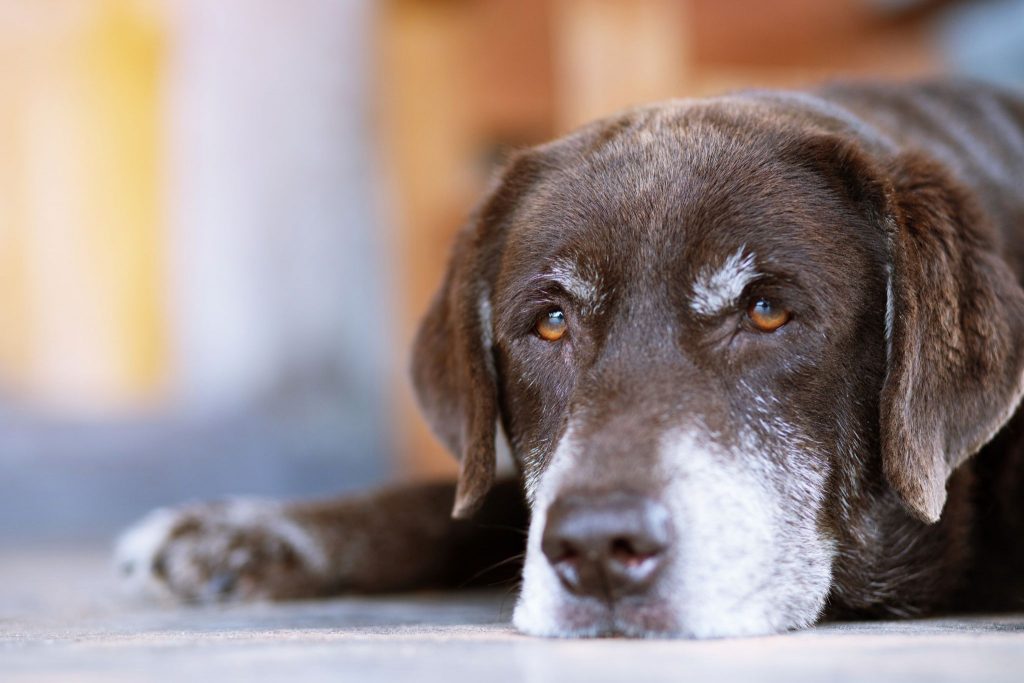 The dog sleeps sad waiting in front of the house