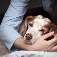 How to Care for a Senior Dog