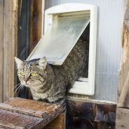 How to Train Your Cat to Use a Pet Door