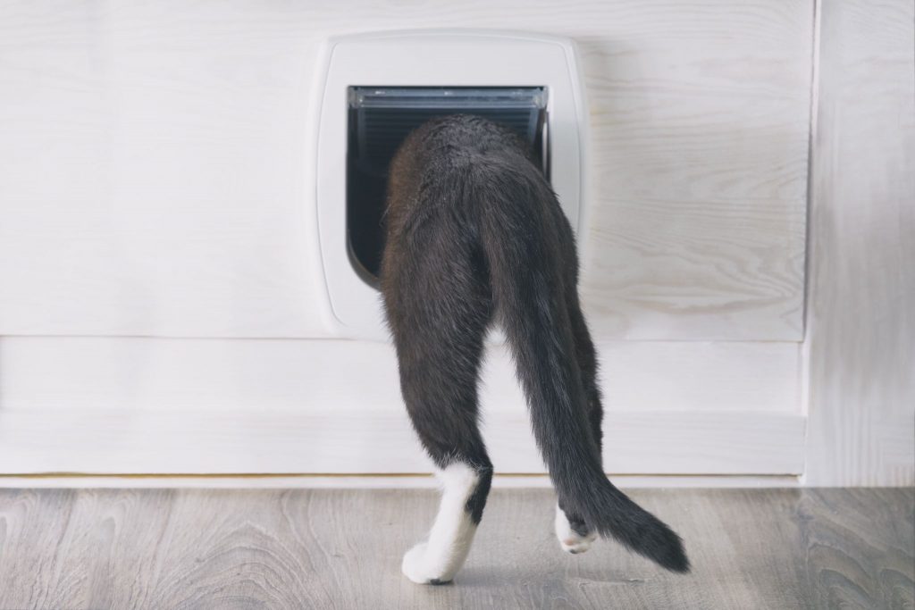 Cat passing through the cat door at home