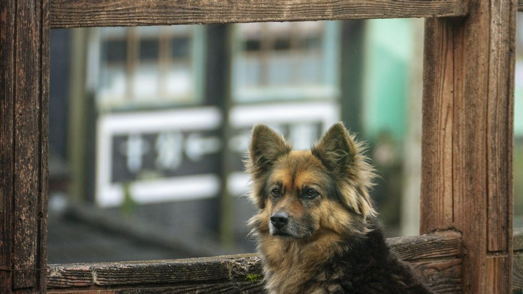 Dog sitting at near window